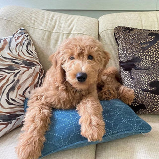 how to live stylishly with pets