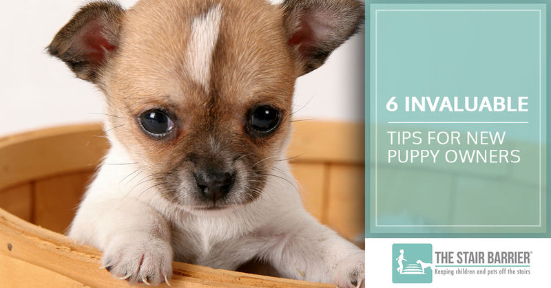 6 Invaluable Tips For New Puppy Owners