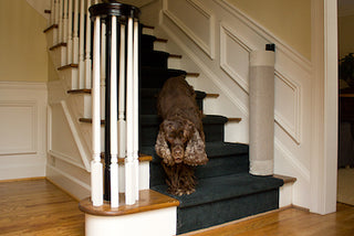 How to Live Stylishly with Pets