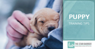 Puppy Training Tips