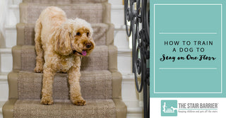 How to Train a Dog to Stay on One Floor