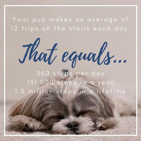 Dogs and Stairs: Safety Statistics That Might Surprise You
