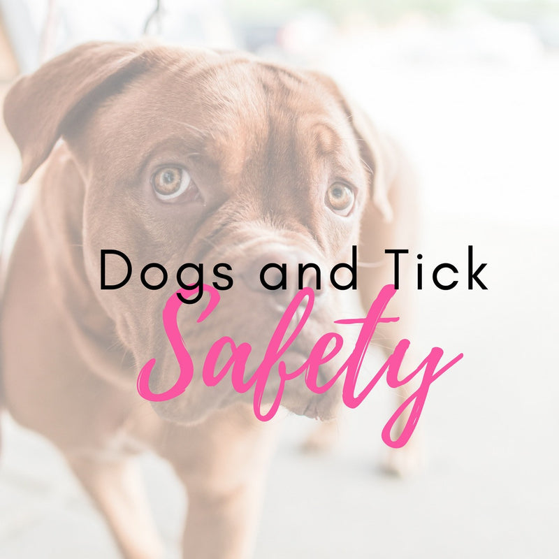 Pet Safety Gates
