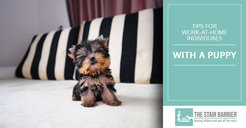 Tips for Work-At-Home Individuals With a Puppy