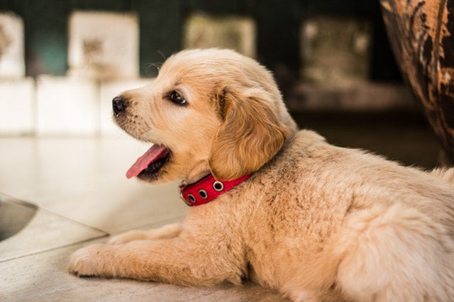 New Pet 101: How to Keep Your Home Clean and Safe