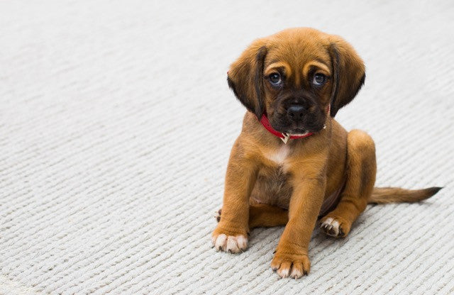Bringing Home a Puppy? What to Expect and How to Prepare