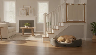 Senior golden retriever resting on orthopedic bed near staircase with fabric safety gate